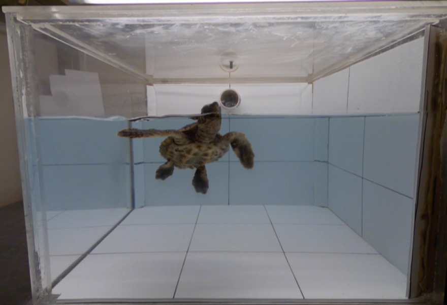 Researchers exposed the turtles to four different smells. Photo courtesy Joseph Pfaller