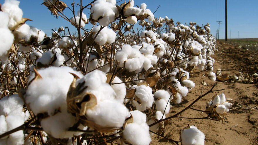 Cotton Field