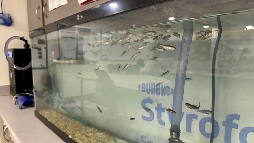 A glass aquarium in a classroom contains dozens of small juvenile trout swimming in slightly cloudy water, with a filter and tubing attached on the left and gravel lining the bottom. Reflections of the room and faint lettering are visible on the tank’s surface.