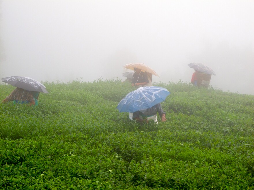 Pluckers on Jungpana Tea Estate during the monsoon, Darjeeling, India.