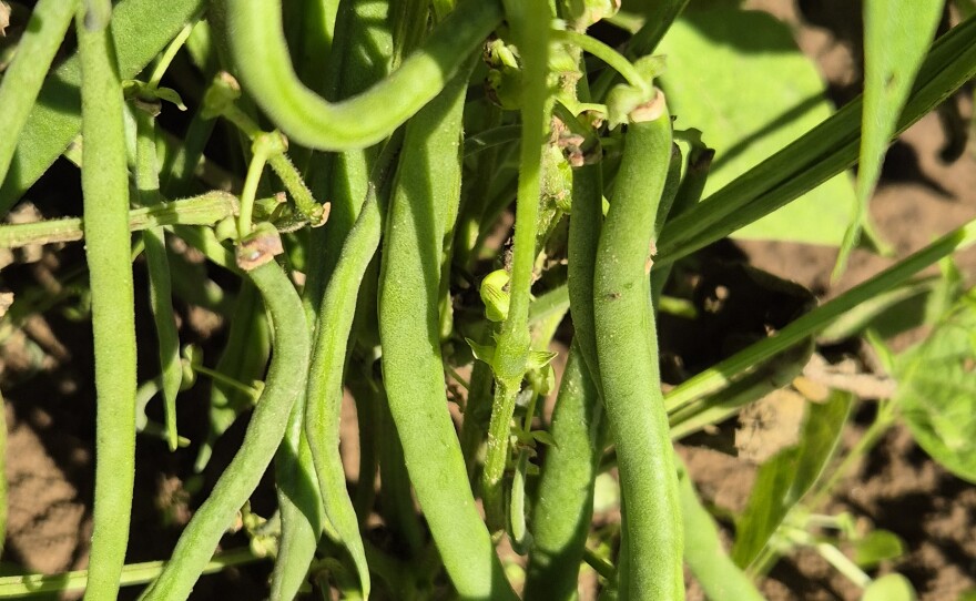 Green Beans are the most common of fresh beans, the type that gets eaten straight from the plant, whether as the whole pod, or shelled, like peas.