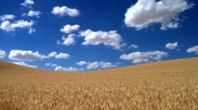 Wheat field, under a big, blue, Kansas sky.
