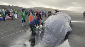 In this photo provided by NOAA Fisheries, NOAA Fisheries employees conduct a necropsy of a dead sperm whale beached on the Oregon coast near Fort Stevens State Park in Clatsop County, Oregon, on Monday, Jan. 16, 2023, two days after it washed ashore. The necropsy determined that a ship strike was the cause of death.