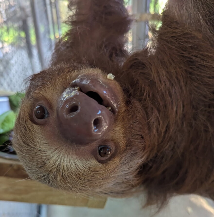 Pearl is one of the eight surviving sloths from the canceled Sloth World attractopm. Pearl is in the care of the Central Florida Zoo & Botanical Gardens in Sanford.