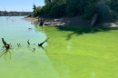 Cyanobacteria in the Willamette River near new USGS water quality monitor at OMSI, August, 2023.