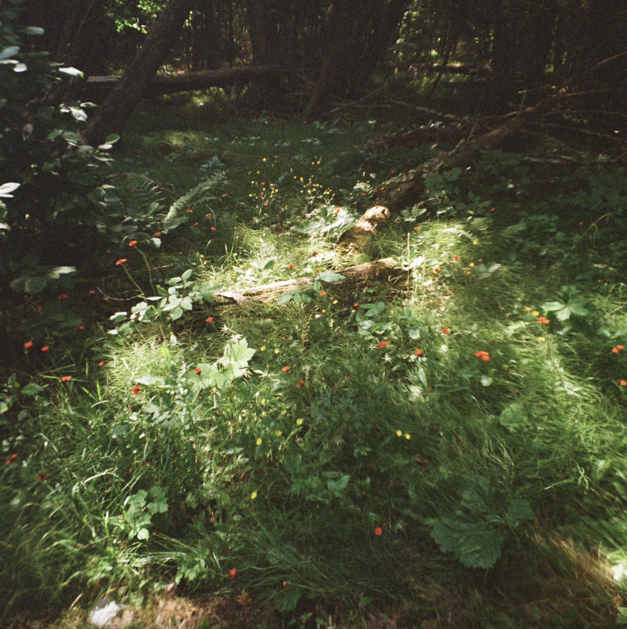 A photo of landscape taken in the woods. There are orange and yellow flowers growing through tall grass around some fallen logs. In the background there are the base of trees in the woods.