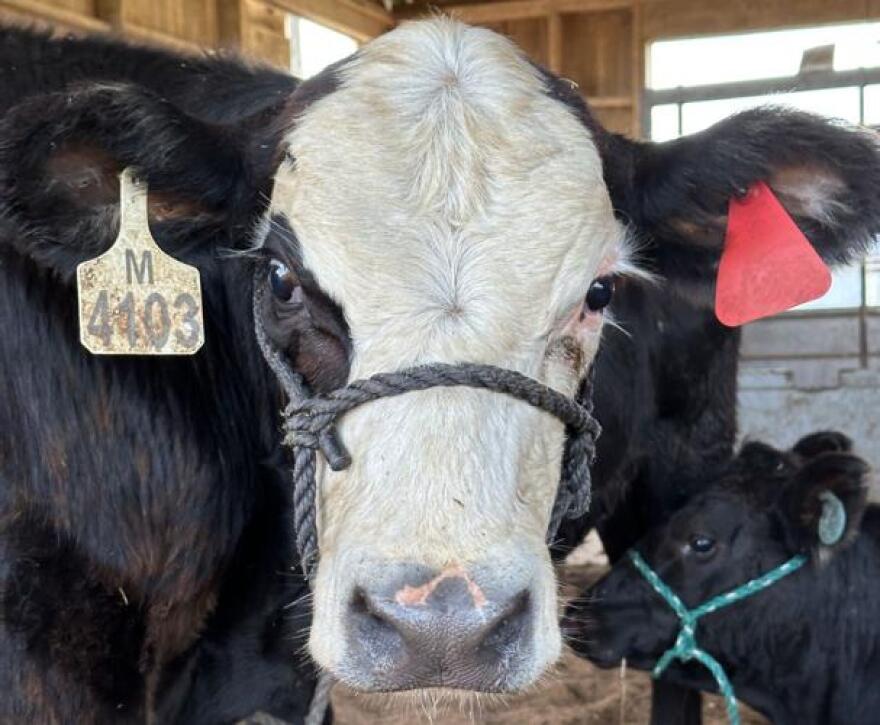 A cow is looking into the camera. There is a white tag on its right ear, and a red tag on its left ear. A calf is side-eyeing the camera in the bottom right corner, and has a blue string harness around its head.