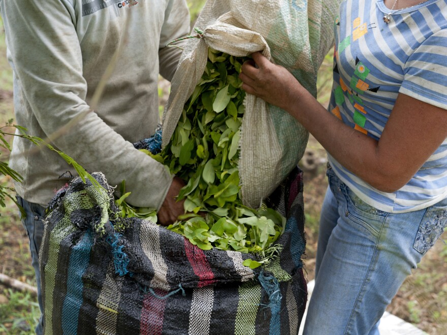 Farmers harvest coca leaves in June 2012 at a plantation in the mountains of the department of Cauca, Colombia.