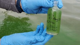 A photo shows a scientist from the Kansas Biological Survey holding a sample of blue-green algae.