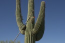 Saguaro harvest file