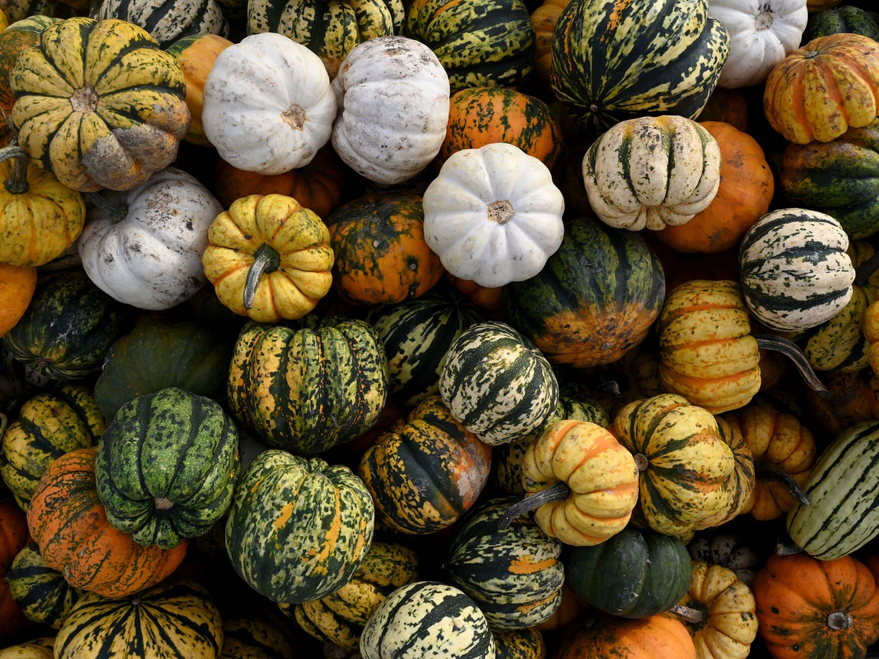 Pumpkins are pictured in a field in Germany.
