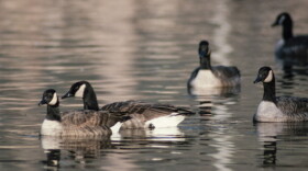 Geese SCW Jan/Feb 1988