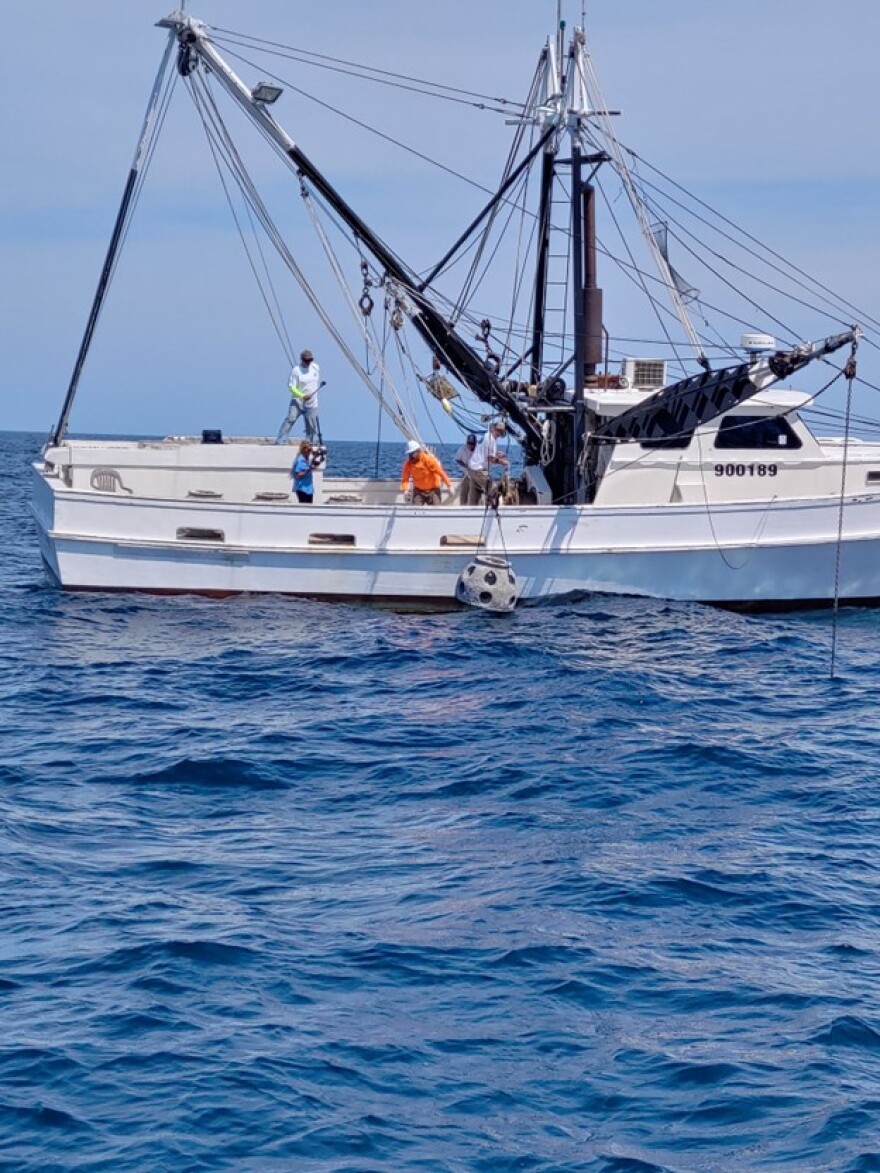 Division of Marine Fisheries officials said the unique balls do more than provide a permanent "living legacy" burial at sea. They actively create vital habitat for marine life by providing hard surfaces for coral, algae, and fish to colonize on the ocean floor.