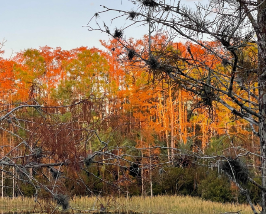 Photo of fall foliage along the Florida Gulf Coast.