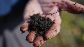 Curtis Richardson, an ecology professor at Duke University, holds peat soil Wednesday, May 6, 2026, in Belhaven,