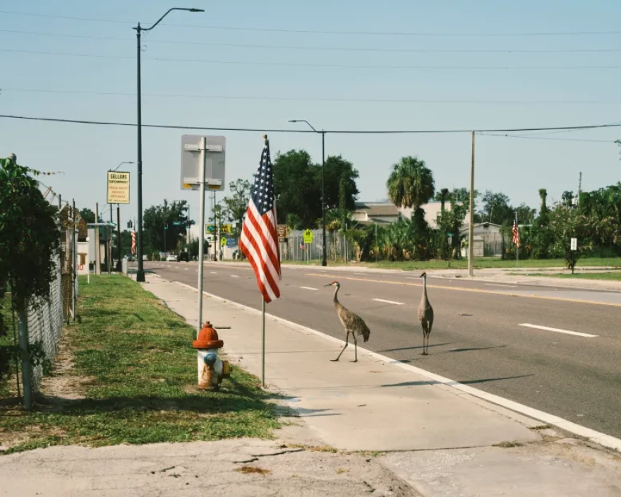 A pair of sandhill cranes meander in downtown on Tuesday, June 30, 2026 in Bowling Green, Florida.