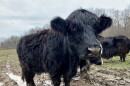 A yak-cattle mix stands in Mathy's muddy field after a rainfall. It's one of 12 animals that make up the Union County farmer's herd.
