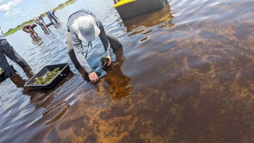 The South Florida Water Management District and the MyFWC Florida Fish and Wildlife worked together to plant 1,000 eelgrass plants to help jumpstart the growth of submerged aquatic vegetation in Lake Okeechobee specifically in Fisheating Bay. The FWC also planted nearly 400 trees and 10,000 Kissimmee grass and giant bulrush plants and District staff will plant an additional 20,000 giant bulrush in the area. Submerged aquatic vegetation improves water quality, provides ecological benefits, and contributes to both the well-being of wildlife and the overall health of the environment.
