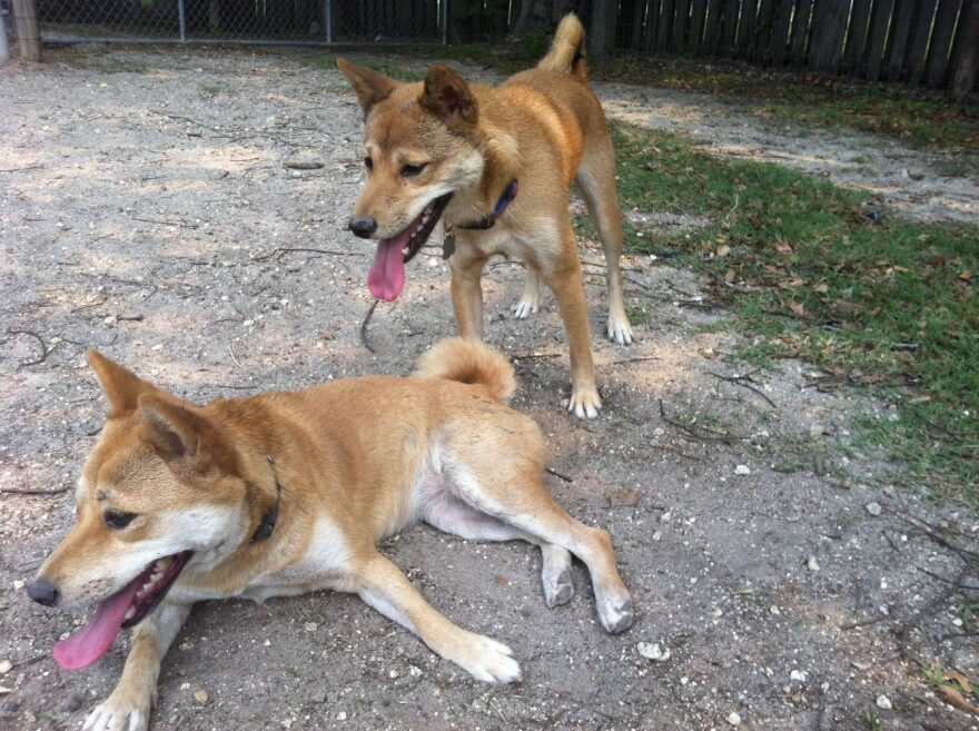 Kengy and Mika taking a break in the shade
