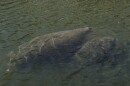 An adult and young manatee swim together in a canal, Feb. 16, 2022, in Coral Gables, Fla. There are more than 80 rescued Florida manatees in rehabilitation centers across the U.S. as wildlife officials try to stem starvation deaths due to poor water quality.