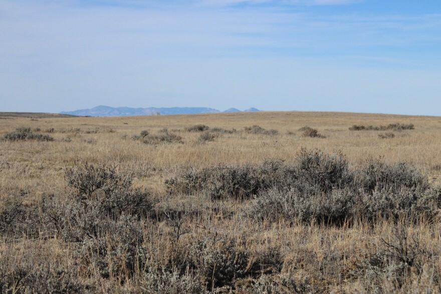 Sagebrush on the Veseth Ranch property facing an island mountain range near Malta, Montana on Nov. 13, 2025.