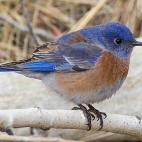 Western bluebirds forage across the Trans-Pecos in winter, but in summer nest in the region’s sky-island mountain ranges. They’re one among several species of blue birds found in Far West Texas.
