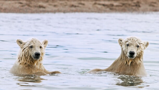 Two polar bear cubs near Kaktovik during a trip with Kaktovik Tours.
