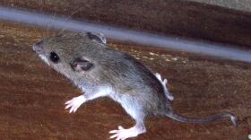 The research takes aim at white-footed mice, which spread Lyme disease.