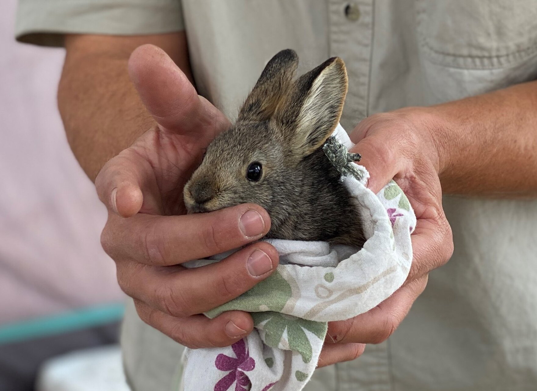 Smalles Rabbit Groups petition to protect the world’s smallest rabbit as sagebrush ...