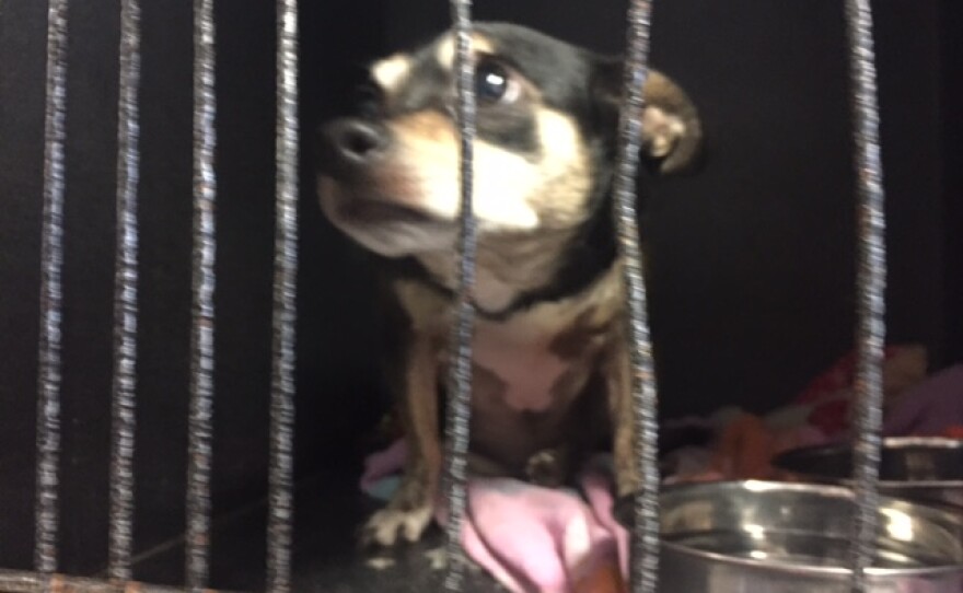 Six year-old Chihuahua dog inside a cage with water bowl.