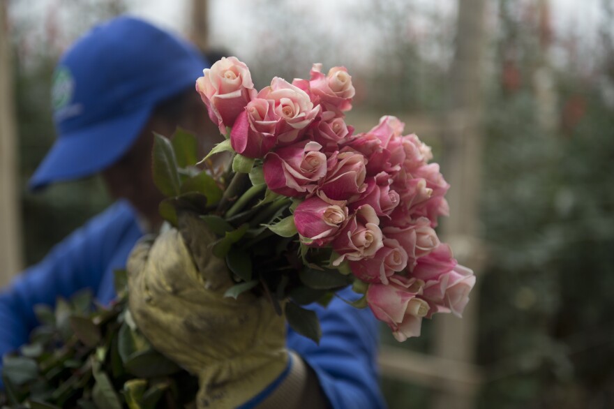 A worker selects roses at a farm in Nemocon, Colombia on February 2, 2015.
