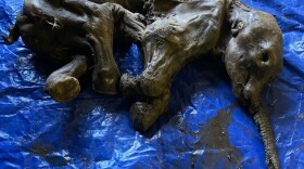 A woolly mammoth calf, believed to be female, was found in Canada's Yukon territory buried in ancestral land of the Trʼondëk Hwëchʼin, whose elders named her Nun cho ga, which means "big baby animal" in the Hän language.