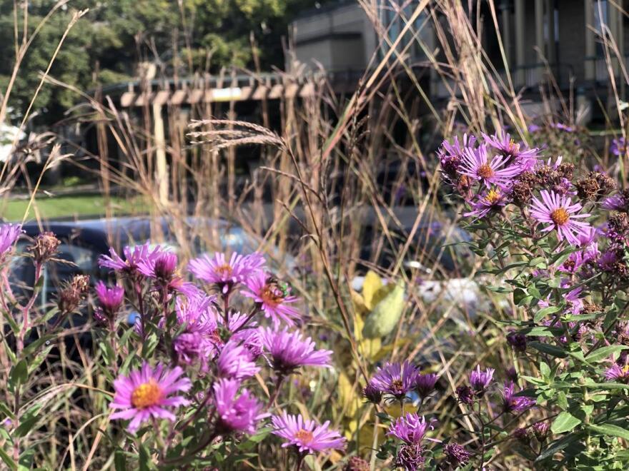 On an October afternoon, a small patch of prairie in the parking lot of Burpee Museum of Natural History is host to bees, butterflies, moths, and dragonflies