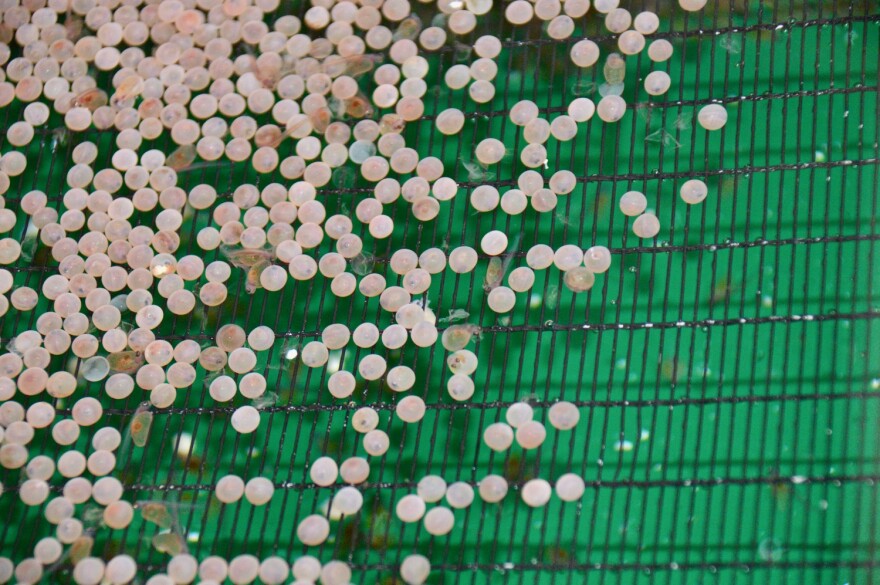 A collection of salmon eggs that have begun hatching.