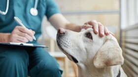 Close up of white Labrador dog at vet clinic with male veterinarian stroking his head, copy space