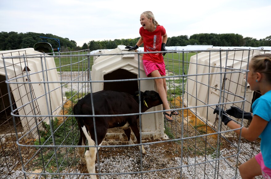 Eve Clark, 10, is nuzzled by a calf during feeding time at Vision Aire Farms. Also pictured is her cousin, Addison Grade, 7. Eve, along with her siblings and cousins, regularly take care of the animals and other chores around the farm.