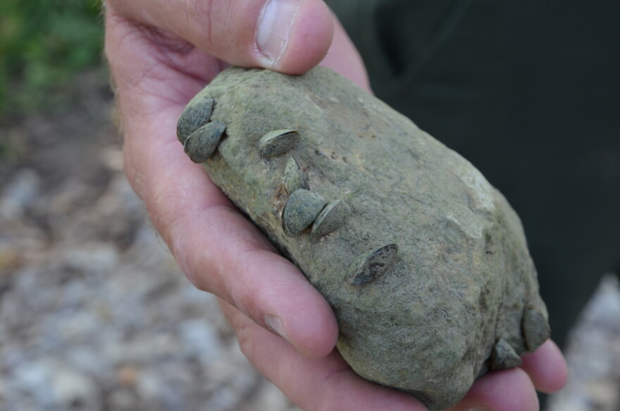 Rock, on which the mussels were found