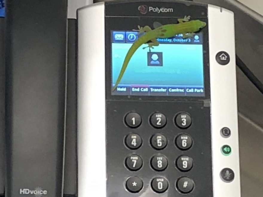 Local gecko whose marathon dialing session made headlines and Peter Sagal quizzed the "Wait Wait Don't Tell Me" panelists about.
