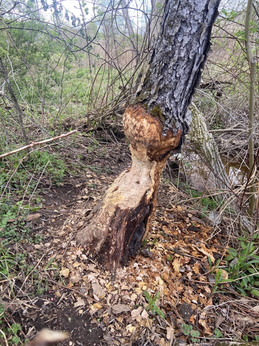 A tree that has been chewed by a beaver in Fallsburg.