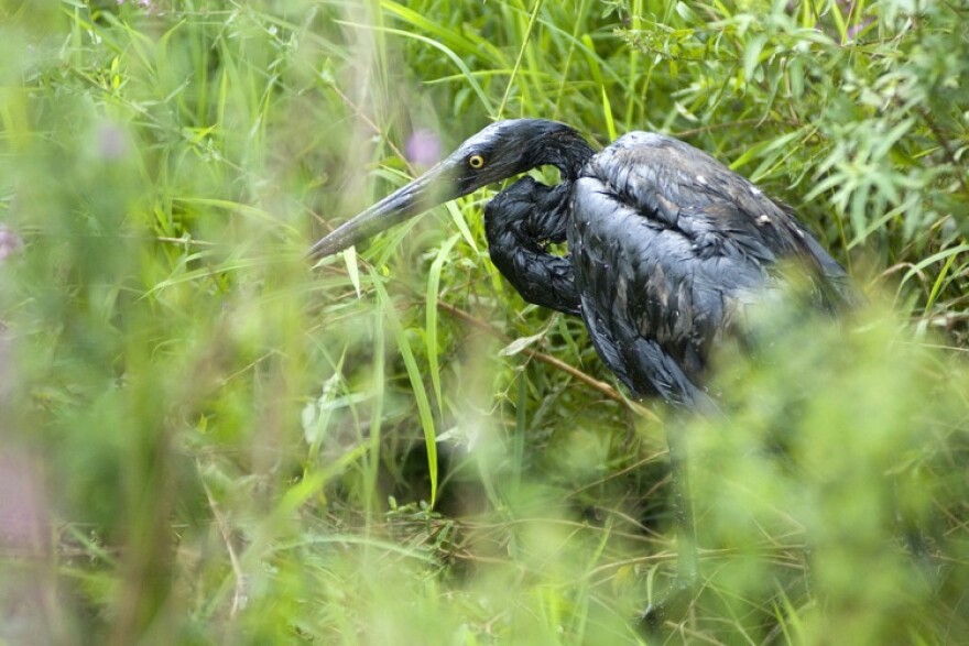 An oil-covered great blue heron was one of the victims of an oil pipeline break near Marshall, Michigan.