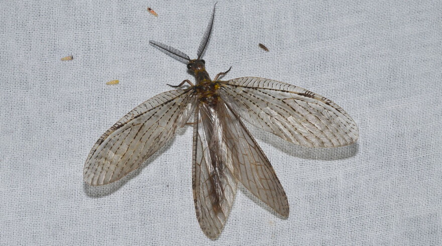 A Fishfly
