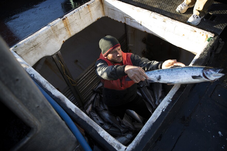 Aboard fishing vessel Marathon, Nathan Cultee tosses one of 16 farm-raised Atlantic salmon caught after a day of fishing on Tuesday, August 22, 2017, at Home Port Seafoods in Bellingham.