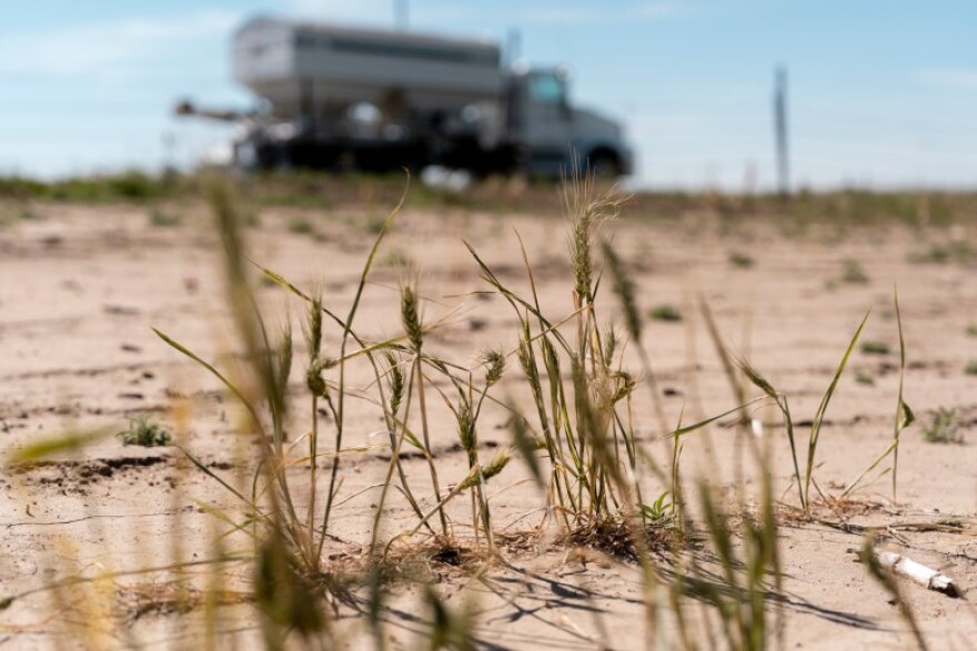 Wheat grows in a field Monday, June 15, 2026, in Lincoln County. Some wheat crops are suffering amidst an ongoing drought.