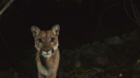 Female mountain lion, P-19, taken in February 2015.