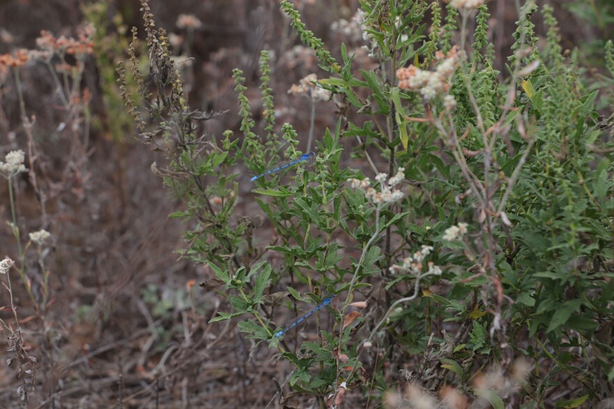 Blue dragon flies zip through the prairie on top of the "high and lonesome" overlook. Mark Gardiner, who owns the hill and the ranch, keeps a watchful eye out for certain grasses as a sign of the health of his land.