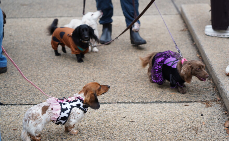 Dachshunds of Columbia held its annual "Halloweenie Walk" on Saturday, Oct. 17, 2026 in Columbia, S.C.