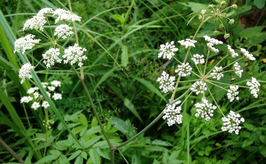 A plant with large white clusters of flowers grows in a green wetland area.