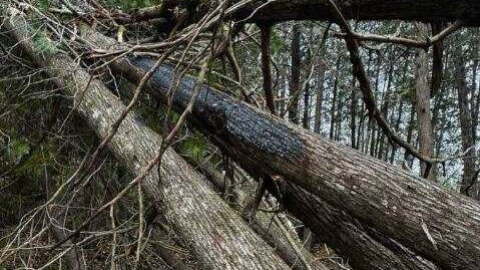 Lightning strike determined to be the source of the Black River Fire in