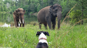 Asian elephants Bo and Tarra - along with their dog friend Mala - gained 750 more acres to explore at Elephant Refuge North America in South Georgia