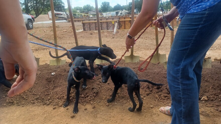 Shelter dogs search for treats in the dirt at a ceremonial groundbreaking for the new Springfield-Greene County Animal Shelter on July 25, 2025.